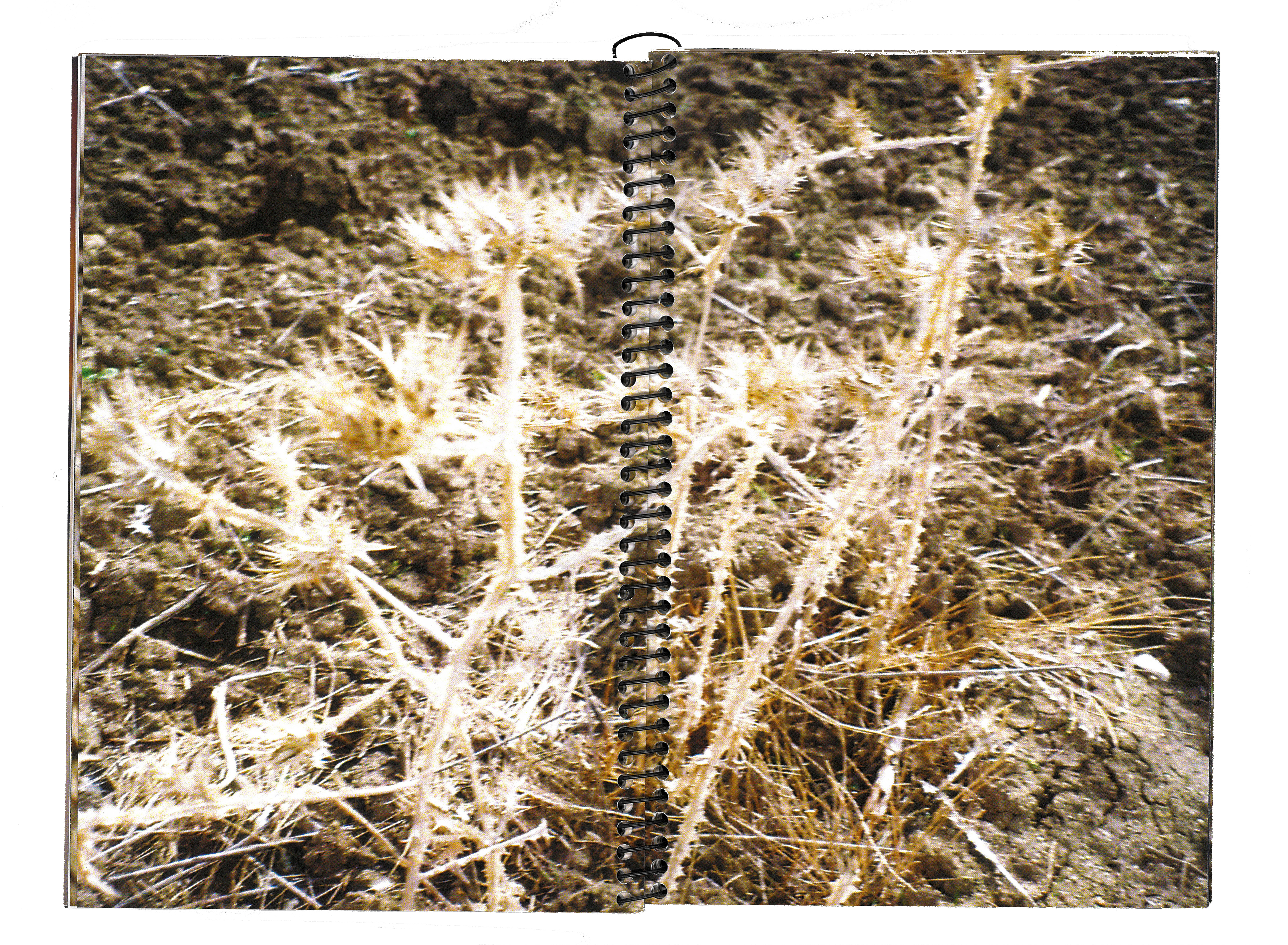 descripcion de las fotos