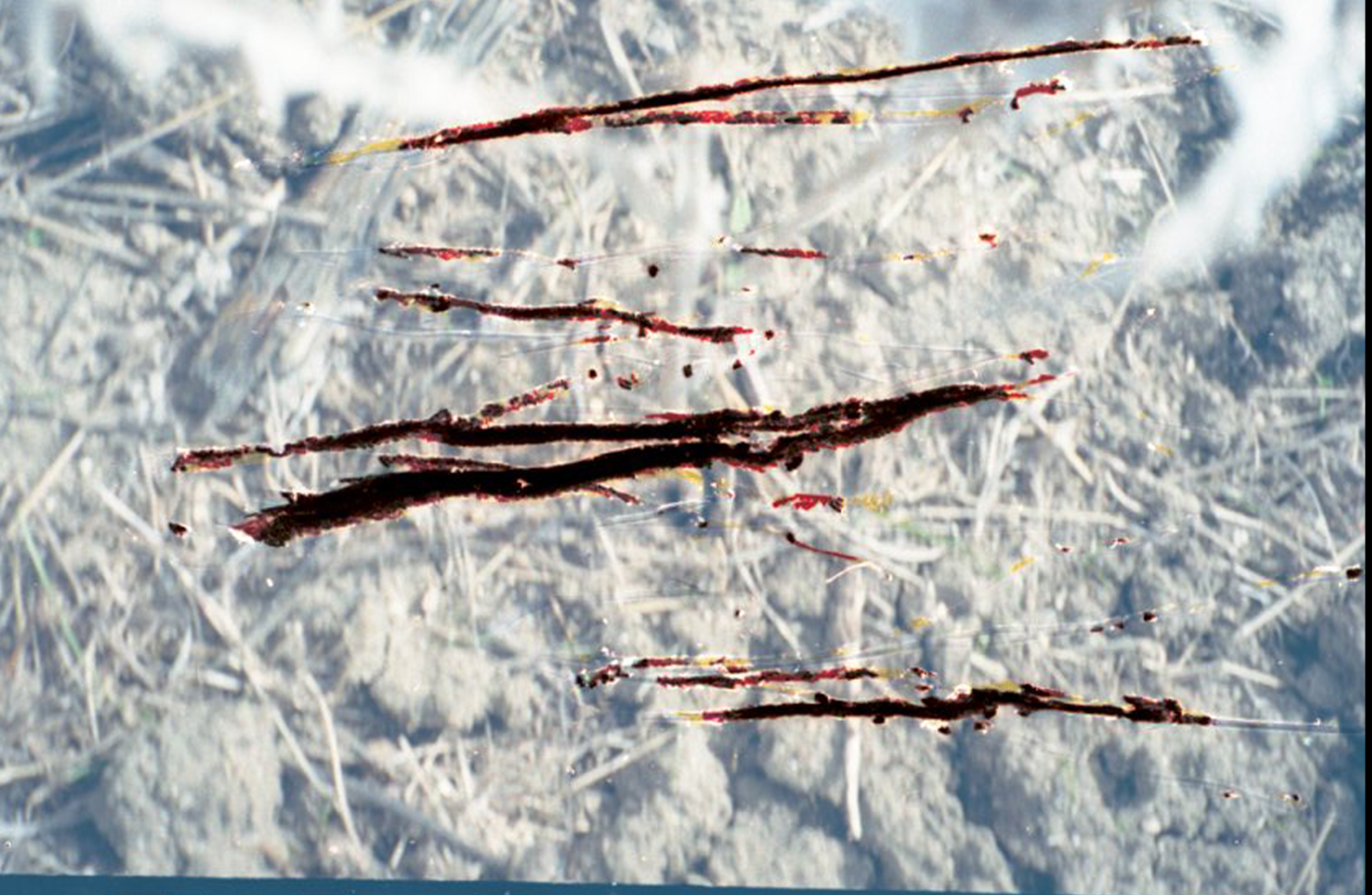 descripcion de las fotos